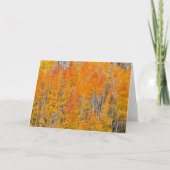 Herbstfarben auf Aspen Groves Karte (Vorderseite)