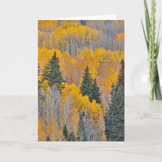 Herbstfarben auf Aspen Groves Karte (Vorderseite)