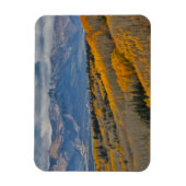 Herbstfarben auf Aspen Groves Magnet (Vertikal)