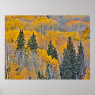 Herbstfarben auf Aspen Groves Poster