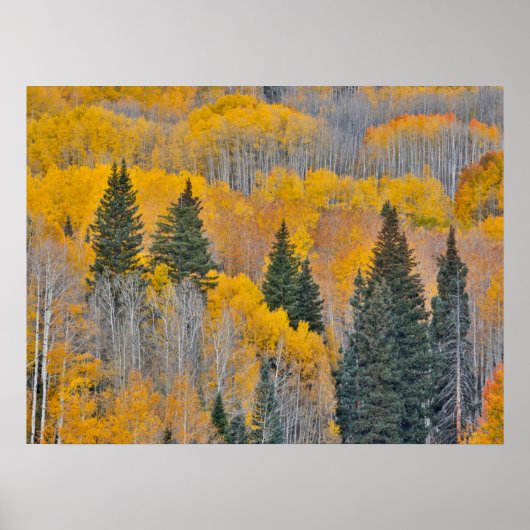 Herbstfarben auf Aspen Groves Poster (Vorne)