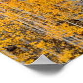 Herbstfarben auf Aspen Groves Poster (Ecke)
