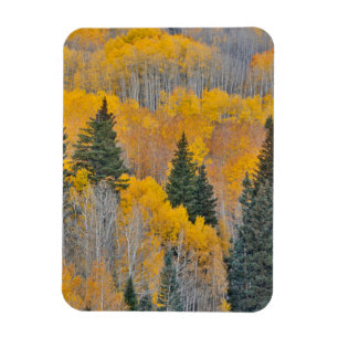 Herbstfarben auf Espenhainen Magnet