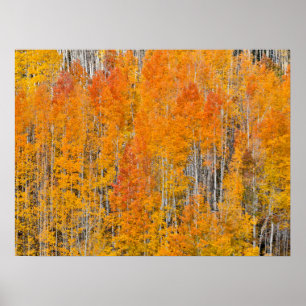 Herbstfarben auf Espenhainen Poster