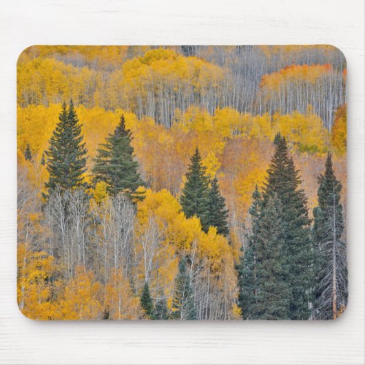 Herbstfarben auf Espenwäldchen Mousepad (Vorne)