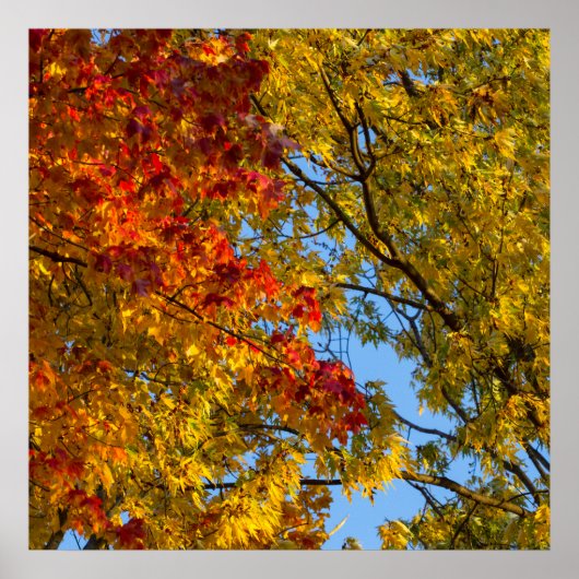 Herbstfarben, Blue Sky, Ohio Poster (Vorne)