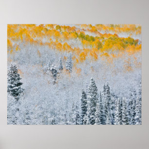Herbstfarben der Espen   Rocky Mountains, Colorado Poster
