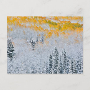 Herbstfarben der Espen   Rocky Mountains, Colorado Postkarte