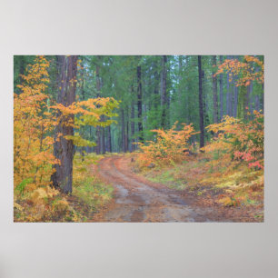 Herbstfarben der Wälder in der Kaskade 2 Poster