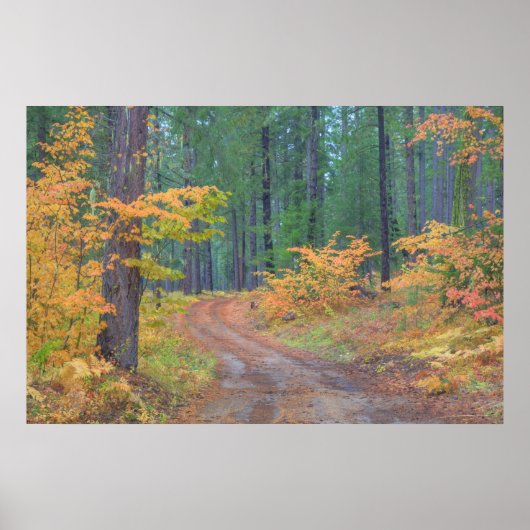 Herbstfarben der Wälder in der Kaskade 2 Poster (Vorne)