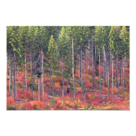 Herbstfarben der Wälder in der Kaskade 3 Fotodruck (Vorne)