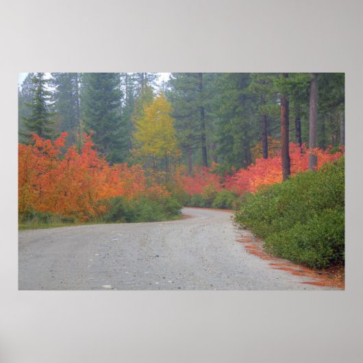 Herbstfarben der Wälder in der Kaskade 4 Poster (Vorne)