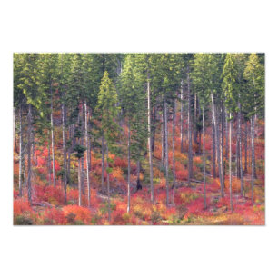 Herbstfarben der Wälder in The Cascade 3 Fotodruck