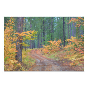 Herbstfarben der Wälder in The Cascade 6 Fotodruck