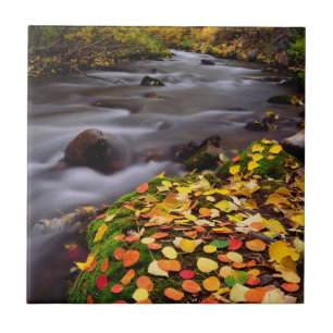 Herbstfarben entlang des McGee Creek Fliese