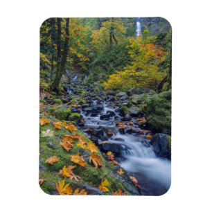 Herbstfarben entlang des Starvation Creek Falls Magnet