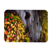 Herbstfarben entlang McGee Creek Magnet (Horizontal)