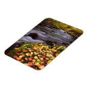 Herbstfarben entlang McGee Creek Magnet (Linke Seite)