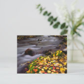 Herbstfarben entlang McGee Creek Postkarte (Stehend Vorderseite)