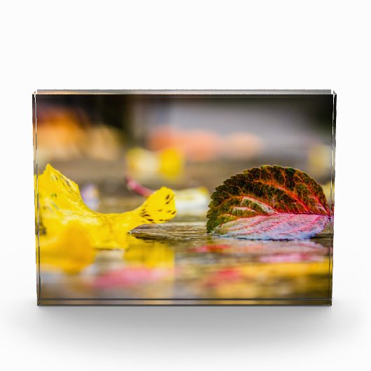 Herbstfarben Fotoblock (Vorderseite)