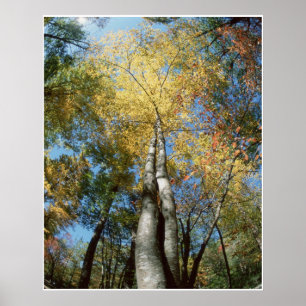 Herbstfarben - Große Smokygebirge - Bäume Poster