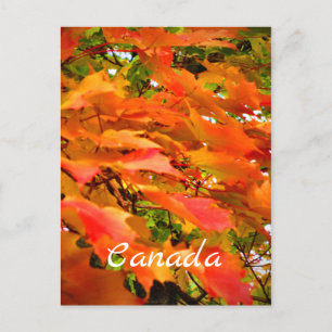 Herbstfarben Herbstlaub Zucker-Ahorn Kanada Postkarte
