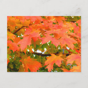 Herbstfarben Herbstlaub Zuckerahorn Kanada Postkarte