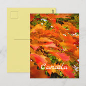 Herbstfarben Herbstleaves Sugar Maple Tree Kanada Postkarte (Vorne/Hinten)