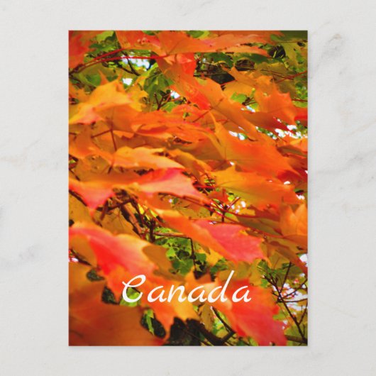 Herbstfarben Herbstleaves Sugar Maple Tree Kanada Postkarte (Vorderseite)
