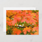 Herbstfarben Herbstleaves Sugar Maple Tree Kanada Postkarte (Vorne/Hinten)