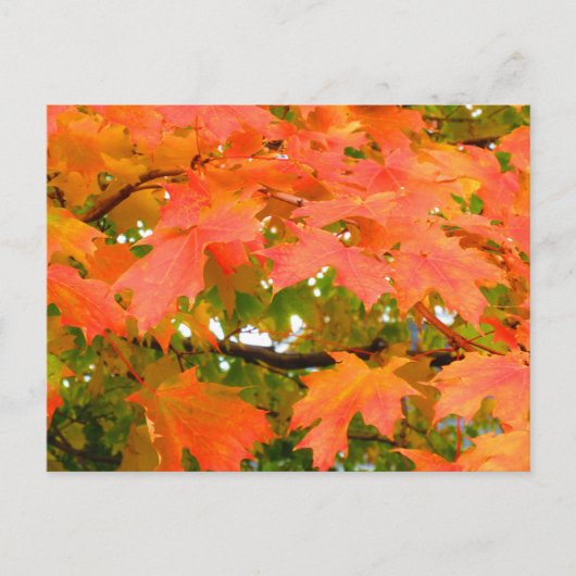 Herbstfarben Herbstleaves Sugar Maple Tree Kanada Postkarte (Vorderseite)