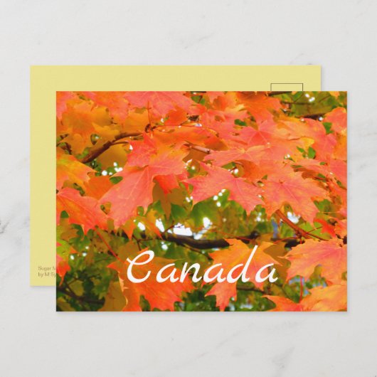 Herbstfarben Herbstleaves Sugar Maple Tree Kanada Postkarte (Vorne/Hinten)