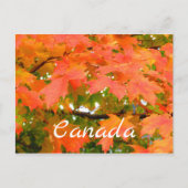 Herbstfarben Herbstleaves Sugar Maple Tree Kanada Postkarte (Vorderseite)
