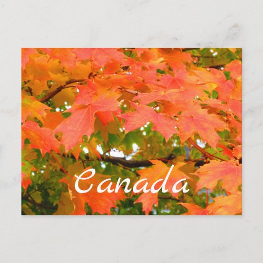 Herbstfarben Herbstleaves Sugar Maple Tree Kanada Postkarte (Vorderseite)