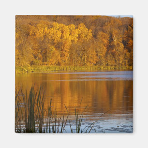 Herbstfarben im Maplewood State Park in der Nähe v Magnet