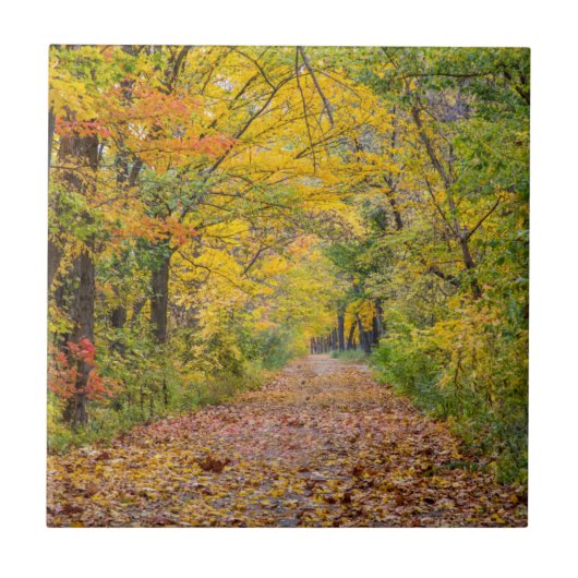 Herbstfarben im Unabhängigkeitspark Staat Fliese (Vorderseite)