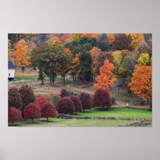Herbstfarben in Massachusetts  Poster (Vorne)