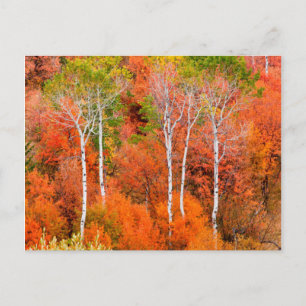 Herbstfarben in Rocky Mountains, Wyoming, USA Postkarte