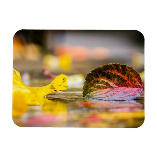 Herbstfarben Magnet (Horizontal)