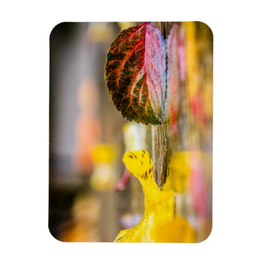 Herbstfarben Magnet (Vertikal)