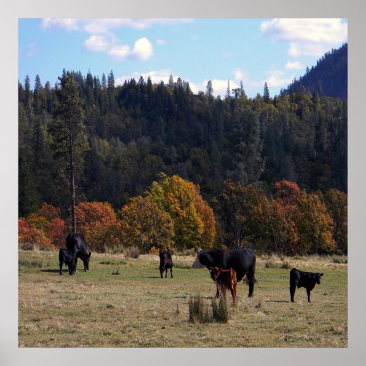 Herbstfarben mit der Herde... Poster (Vorne)