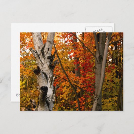 Herbstfarben, nördliches Ontario Postkarte (Vorne/Hinten)