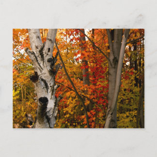 Herbstfarben, nördliches Ontario Postkarte