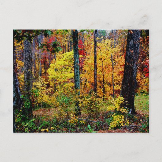 Herbstfarben POSTCARD Postkarte (Vorderseite)