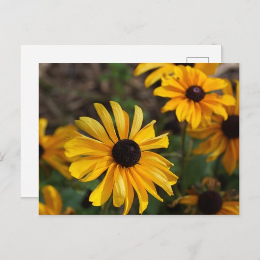 Herbstfarben Postkarte (Vorne/Hinten)