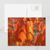 Herbstfarben Postkarte (Vorne/Hinten)