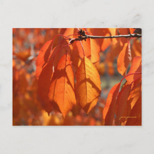 Herbstfarben Postkarte