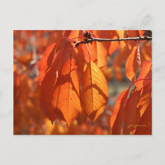 Herbstfarben Postkarte (Vorderseite)