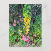 Herbstfarben Postkarte (Vorderseite)
