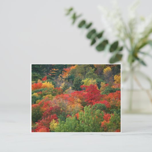 Herbstfarben Postkarte (Stehend Vorderseite)